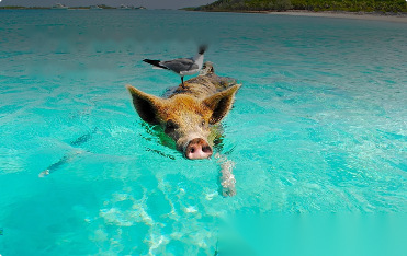 The Bahamas