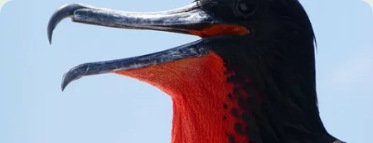 Galapagos